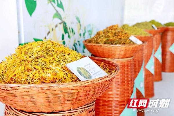 隆回道地药材产业园正式运营 增添中医药高质量发展新引擎(图3)